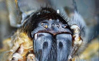 Free Photo of insect, animal, spider Free Photo of insect, animal, spider