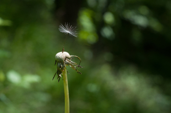 Free Photo of insect, macro, close up