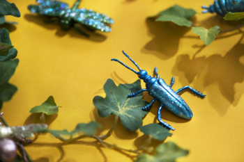 Free Photo of insect, nature, animal Free Photo of insect, nature, animal