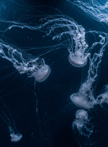Free Photo of jellyfish, aquatic, animal Free Photo of jellyfish, aquatic, animal