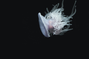 Free Photo of jellyfish, aquatic, animal Free Photo of jellyfish, aquatic, animal