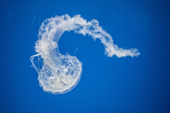 Free Photo of jellyfish, aquatic, animal Free Photo of jellyfish, aquatic, animal