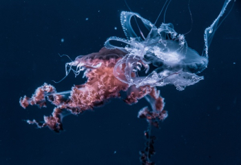 Free Photo of jellyfish, aquatic, animal Free Photo of jellyfish, aquatic, animal