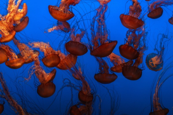 Free Photo of jellyfish, aquatic, animal Free Photo of jellyfish, aquatic, animal