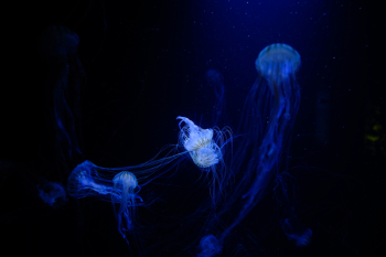 Free Photo of jellyfish, aquatic, animal Free Photo of jellyfish, aquatic, animal