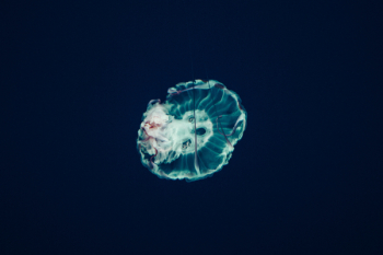 Free Photo of jellyfish, aquatic, animal Free Photo of jellyfish, aquatic, animal