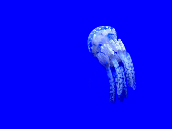 Free Photo of jellyfish, aquatic, animal Free Photo of jellyfish, aquatic, animal