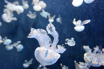 Free Photo of jellyfish, aquatic, animal Free Photo of jellyfish, aquatic, animal