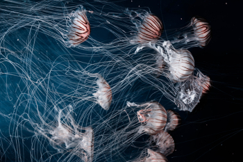 Free Photo of jellyfish, aquatic, animal Free Photo of jellyfish, aquatic, animal