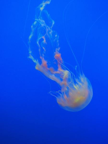 Free Photo of jellyfish, ocean, blue Free Photo of jellyfish, ocean, blue