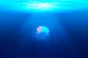 Free Photo of jellyfish, underwater, ocean Free Photo of jellyfish, underwater, ocean
