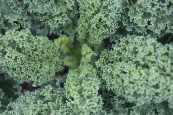 Free Photo of kale, vegetables, salad Free Photo of kale, vegetables, salad