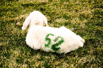 Free Photo of lamb, animal, farm Free Photo of lamb, animal, farm