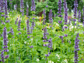Free Photo of lavender, field, flower Free Photo of lavender, field, flower
