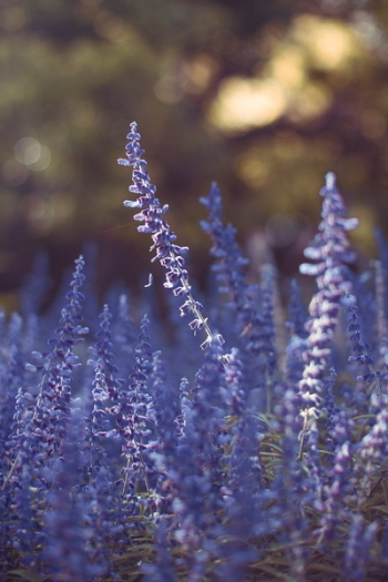 Free Photo of lavender, field, flower Free Photo of lavender, field, flower
