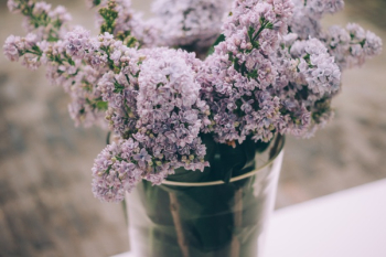 Free Photo of lavender, flower, petal Free Photo of lavender, flower, petal