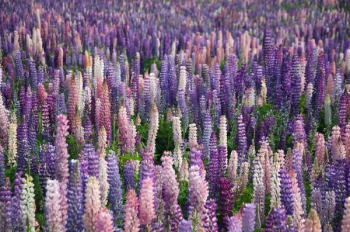 Free Photo of lavender, flowers, field Free Photo of lavender, flowers, field
