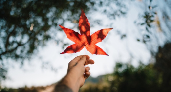 Free Photo of leaf, autumn, fall Free Photo of leaf, autumn, fall