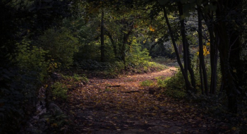 Free Photo of leaf, fall, autumn Free Photo of leaf, fall, autumn
