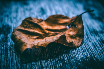 Free Photo of leaf, fall, autumn Free Photo of leaf, fall, autumn