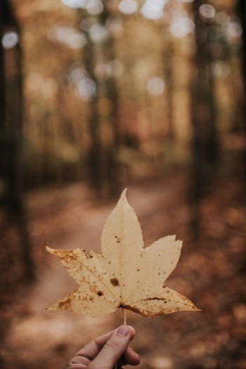 Free Photo of leaf, fall, autumn Free Photo of leaf, fall, autumn
