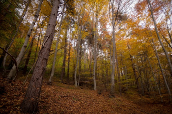 Free Photo of leaf, fall, autumn Free Photo of leaf, fall, autumn