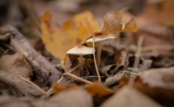 Free Photo of leaf, fall, autumn Free Photo of leaf, fall, autumn