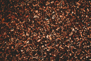 Free Photo of leaf, fall, autumn Free Photo of leaf, fall, autumn