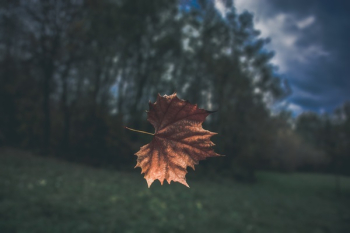 Free Photo of leaf, fall, tree