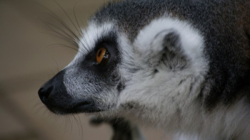 Free Photo of lemur, animal Free Photo of lemur, animal
