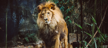 Free Photo of lion, animal, zoo Free Photo of lion, animal, zoo