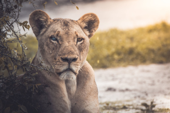 Free Photo of lion, animal, zoo Free Photo of lion, animal, zoo