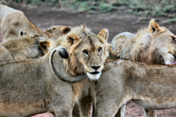 Free Photo of lion, animal, zoo Free Photo of lion, animal, zoo