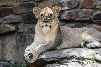 Free Photo of lion, animal, zoo Free Photo of lion, animal, zoo