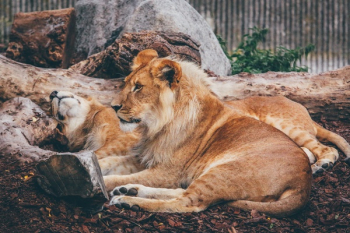 Free Photo of lion, forest, animal Free Photo of lion, forest, animal