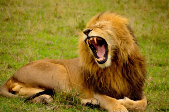 Free Photo of lion, mane, animal Free Photo of lion, mane, animal