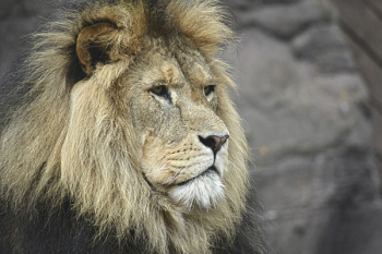 Free Photo of lion, rock, wildlife