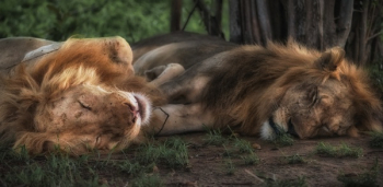 Free Photo of lion, tiger, wildlife Free Photo of lion, tiger, wildlife