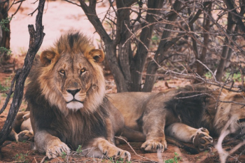 Free Photo of lion, tiger, wildlife Free Photo of lion, tiger, wildlife