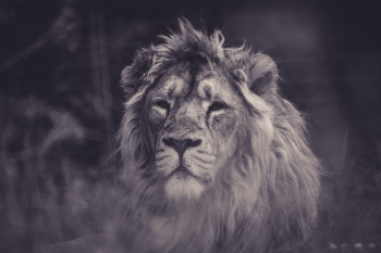 Free Photo of lion, tiger, wildlife Free Photo of lion, tiger, wildlife