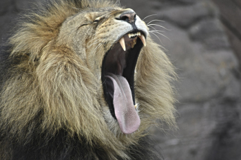 Free Photo of lion, wildlife, forest