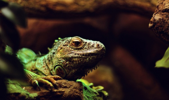 Free Photo of lizard, iguana, reptile Free Photo of lizard, iguana, reptile