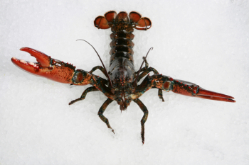 Free Photo of lobster, seafood, fish Free Photo of lobster, seafood, fish