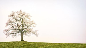 Free Photo of lonely, tree, countryside Free Photo of lonely, tree, countryside