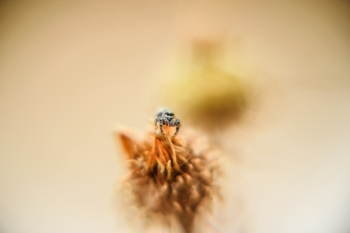 Free Photo of macro, insect, nectar