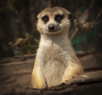 Free Photo of meerkat, cute, smile Free Photo of meerkat, cute, smile