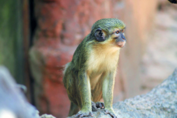 Free Photo of monkey, animal Free Photo of monkey, animal