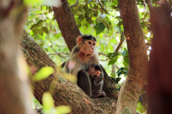 Free Photo of monkey, animal, pet Free Photo of monkey, animal, pet
