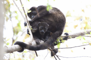 Free Photo of monkey, animal, pet Free Photo of monkey, animal, pet