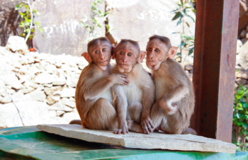 Free Photo of monkey, animal, pet Free Photo of monkey, animal, pet